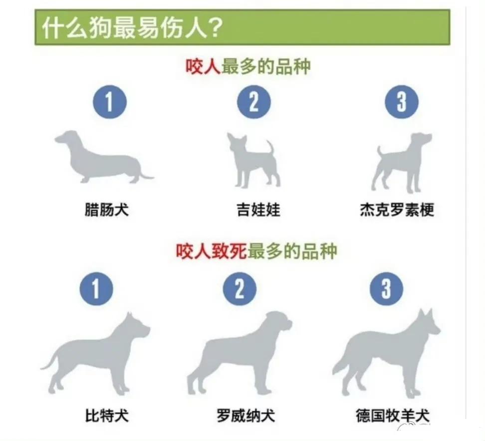 哪些品种的狗伤人更多？就连吉娃娃都上榜了，战斗力可比中华田园犬强多了。可问题