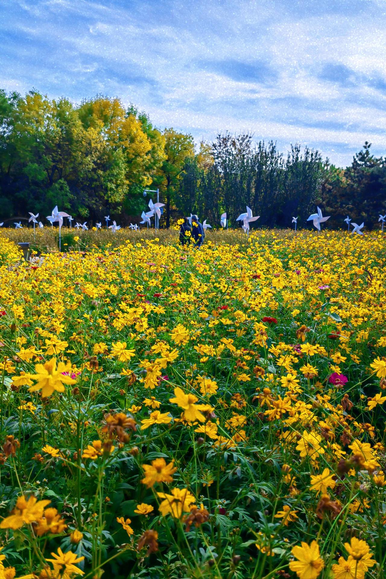 北京40个秋日赏花宝藏地，美到窒息！北京秋日赏花地图来啦！市公园管理中心放