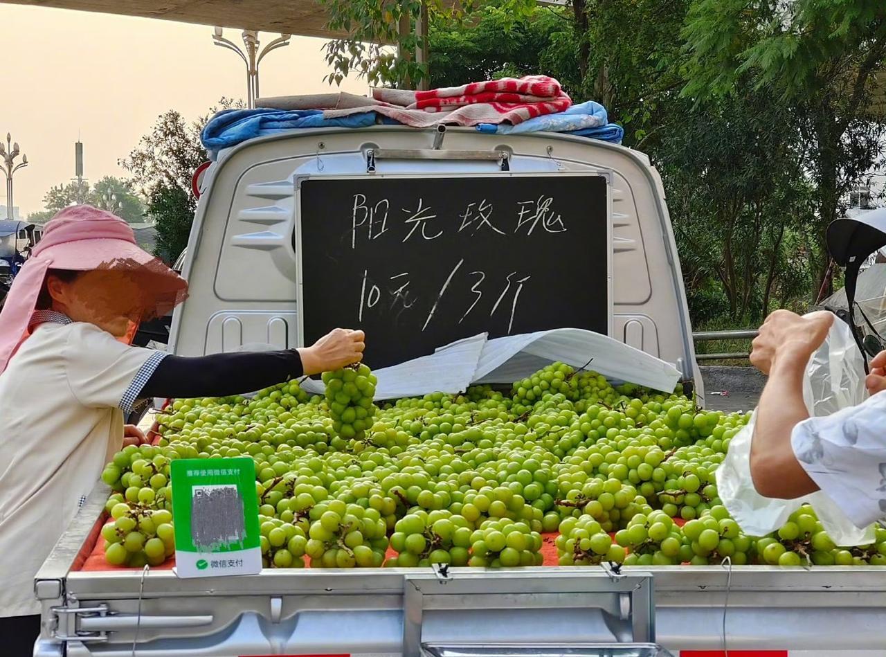 曾经最高卖到500一斤的阳光玫瑰，现如今终于跌倒了白菜价，满大街5块钱一斤，甚至