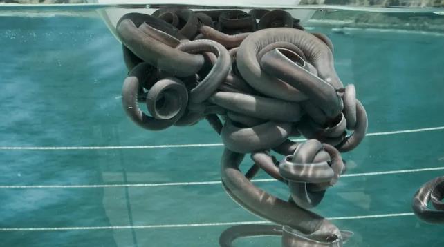 海洋里有一种生物，长得像一根“发霉的皮带”，没有正常的下巴，眼睛也几乎退化，却能