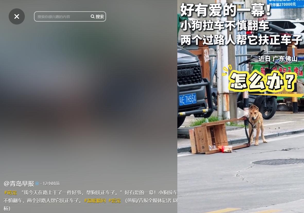 暖心一幕刷屏全网！5月21号青岛早报报道，广东佛山，一只狗狗独自拉车送货时车辆侧