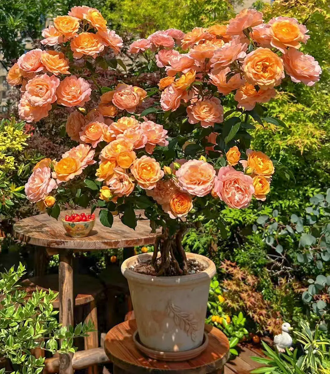 养花人必备月季，开花机器果汁阳台。如果只能养一株月季，那么我建议你养果...