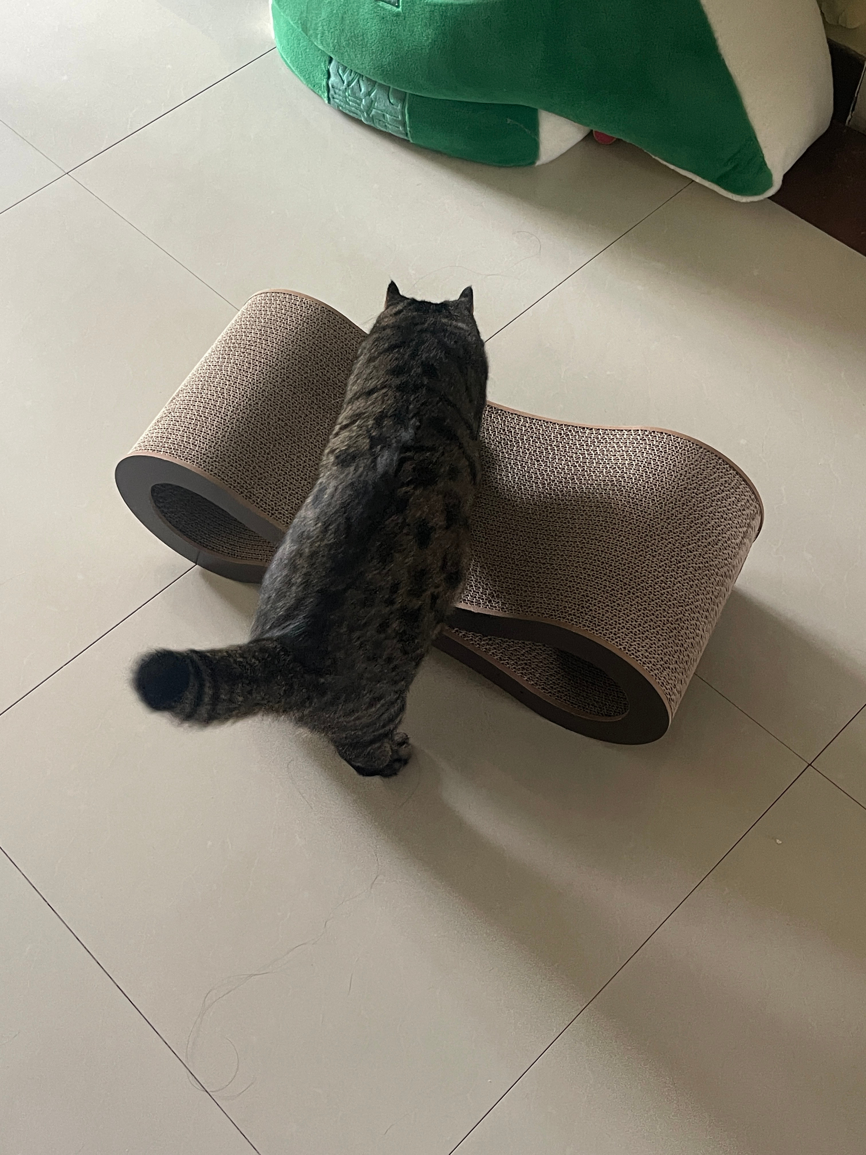 最捧场之猫情绪价值最高之猫最物尽其用之猫肉肉无论妈妈买了什么新玩意拆箱