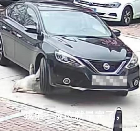 狗子躺在路上被车压到，众人力抬汽车救狗，送医被告知太胖未受伤但需要减肥朋友高中