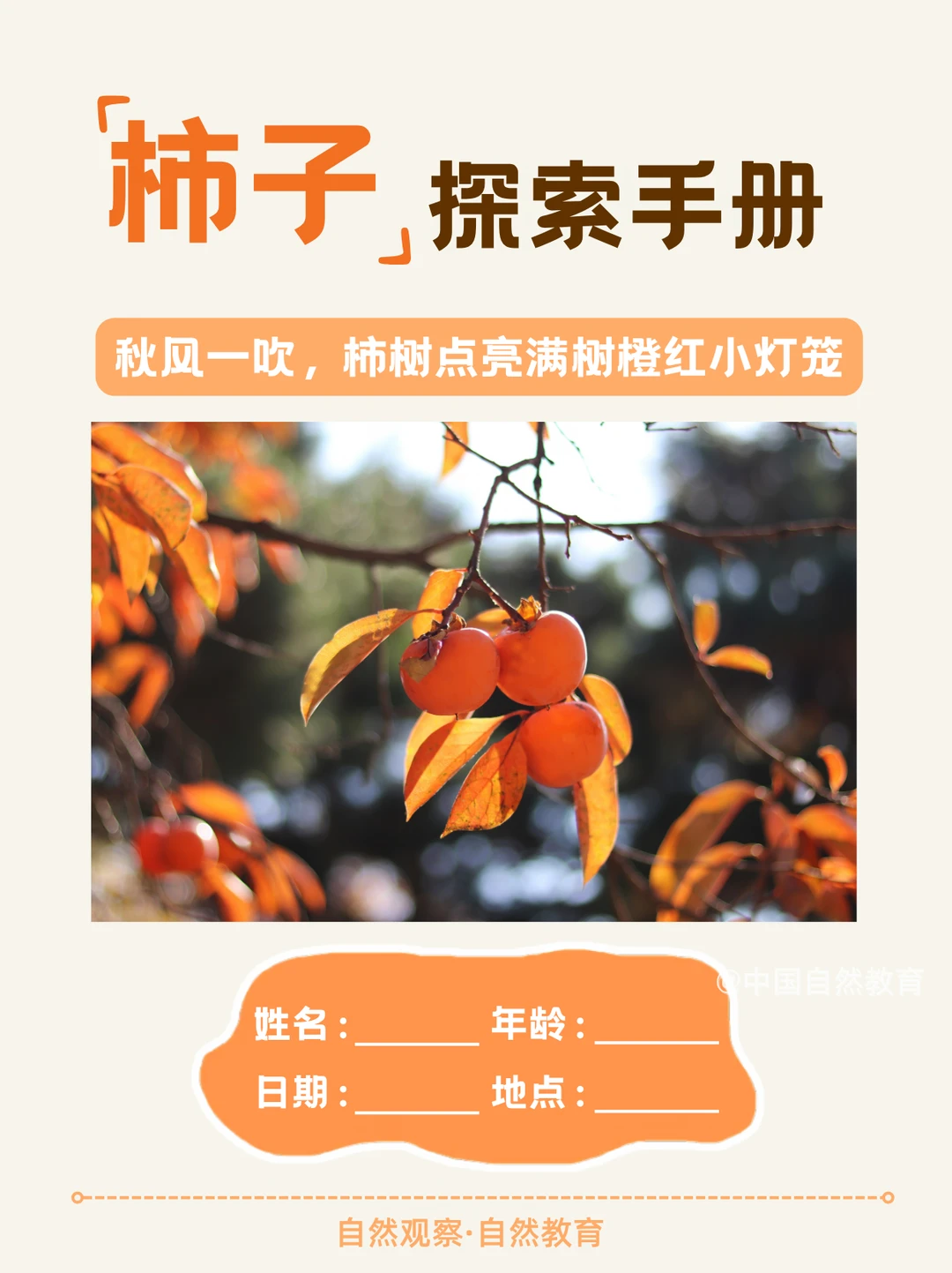 🍅自然教育｜秋天的树上小灯笼