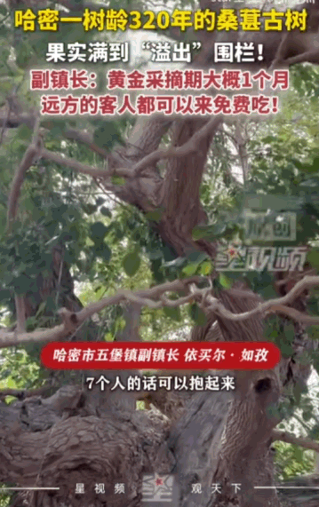 “前人栽树，后人乘凉。”新疆哈密，一棵活了320年的古桑树果实多到直接“溢出”了