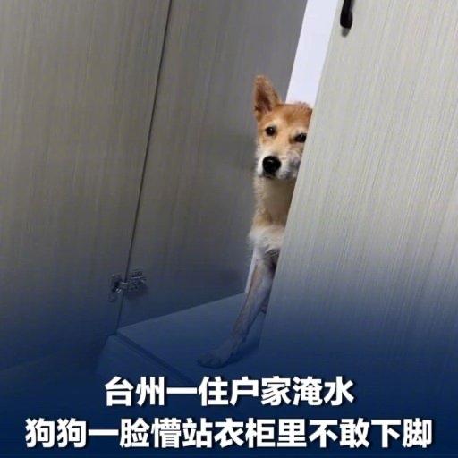 台风过后推开家门的那一瞬间，估计很多台州的朋友都跟田先生一样，整个人都看傻了眼。
