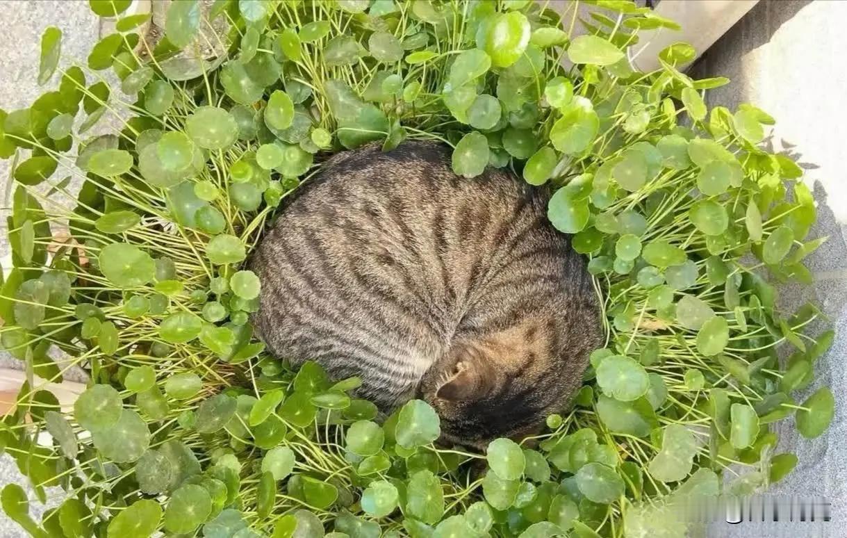 猫咪一天天的有窝不睡，去睡盆栽！更甚至还睡在仙人球边上！不怕被扎到吗？这是为什么