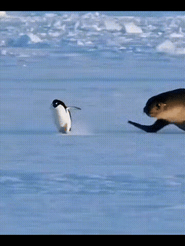 不光是人类，肥胖已经是动物界生存的极大障碍。