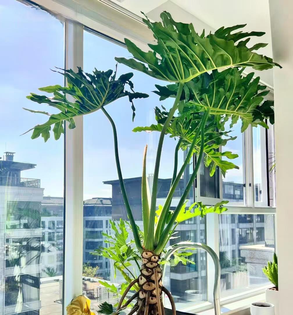 春羽转土培时，先进行根系处理。从水培容器中取出春羽，剪掉烂根、老根和过密细弱根，