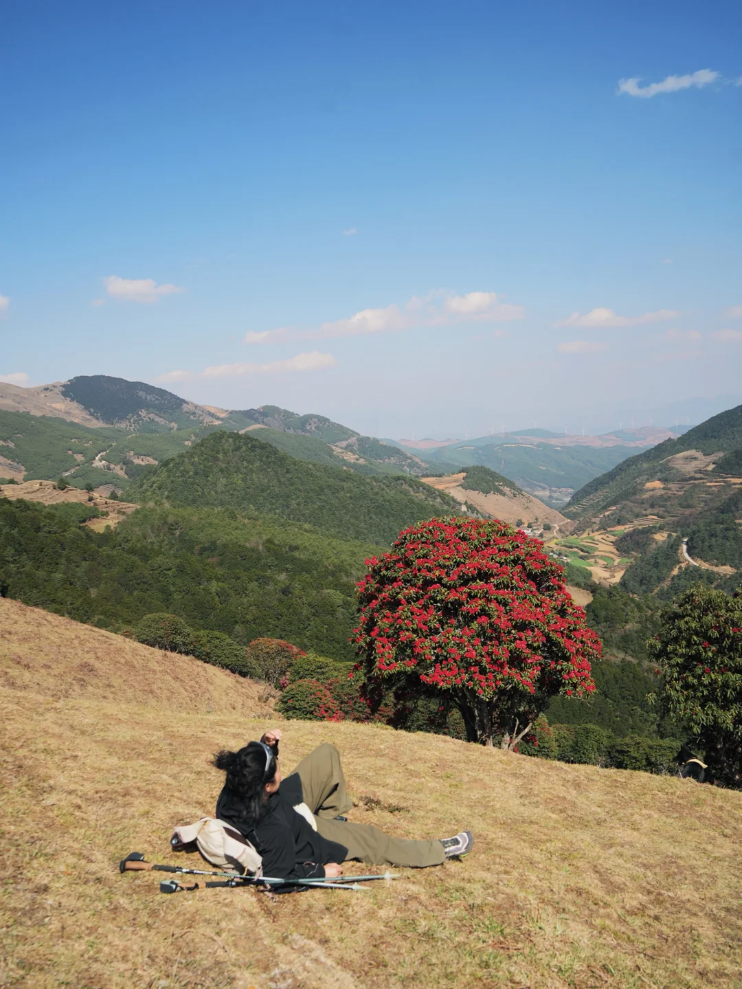 在昆明我在一座开满红花的山梁上坐了一下午