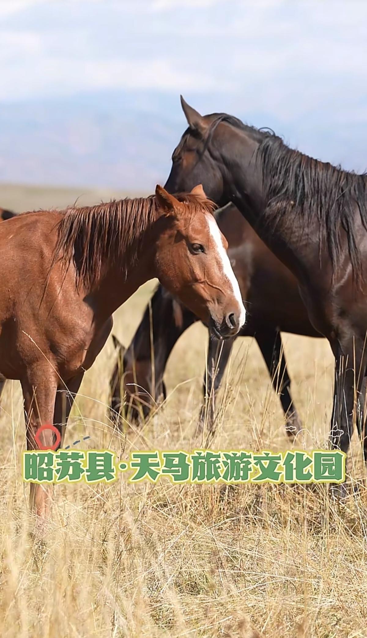 “与辉同行阅山河·新疆行”第三天：昭苏县天马旅游文化园云天做慕