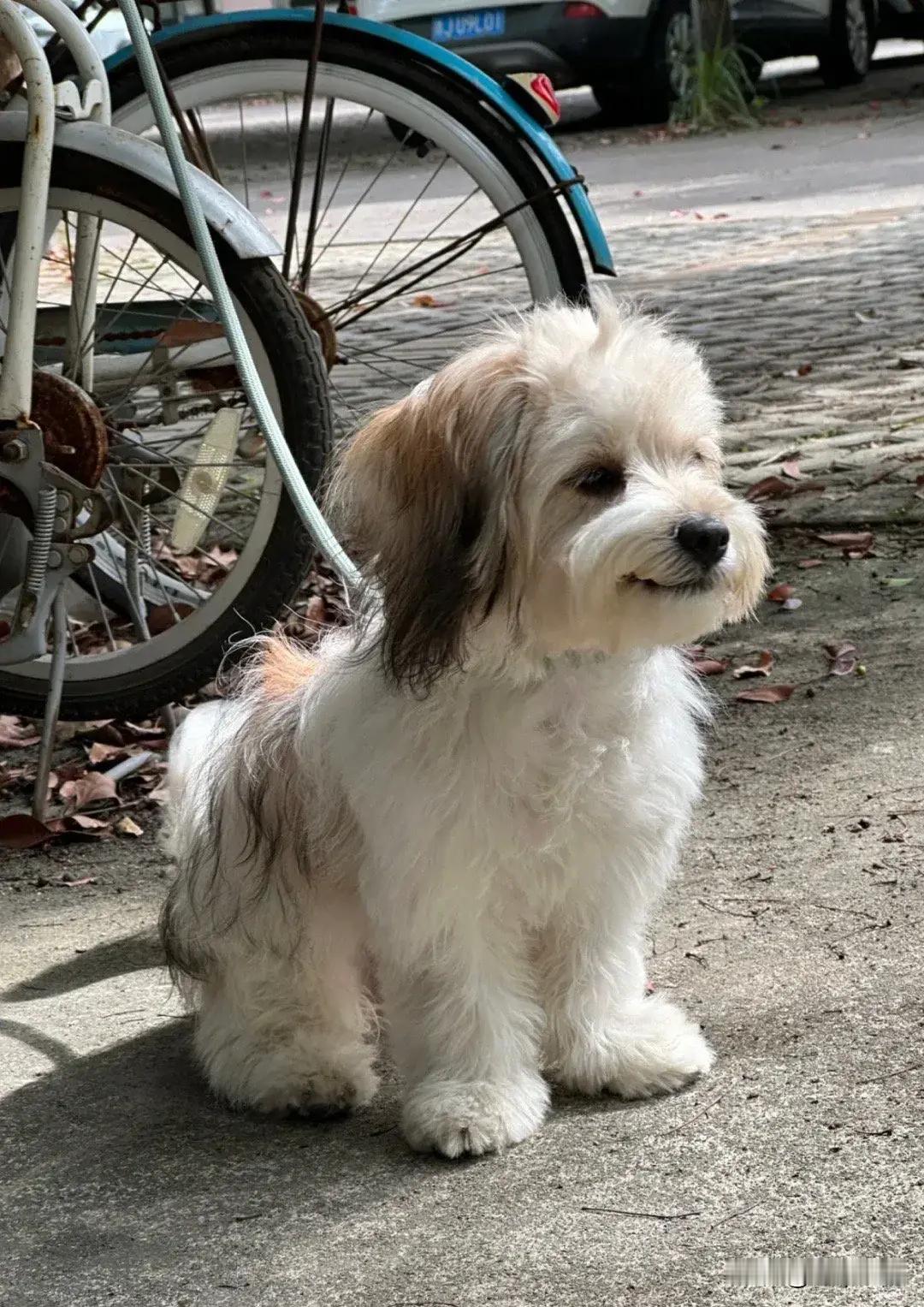 当小狗被路人夸奖后：​​​