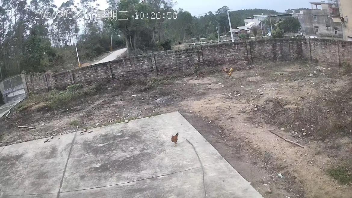 不走寻常路！广西湛江一位小伙在老家场坝养了5只公鸡，无人投喂，10天过去了，公鸡