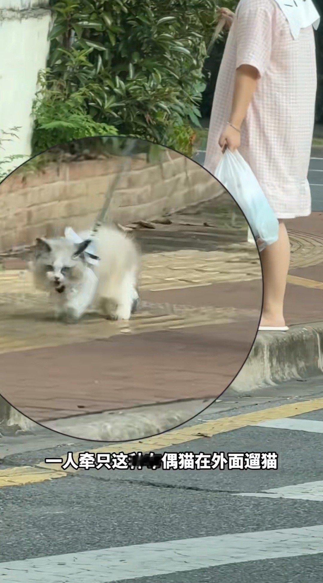 大热天遛猫？笑死，这比她们口中的“虐猫”还残忍，舌头都吐出来散热了。“虐猫”的