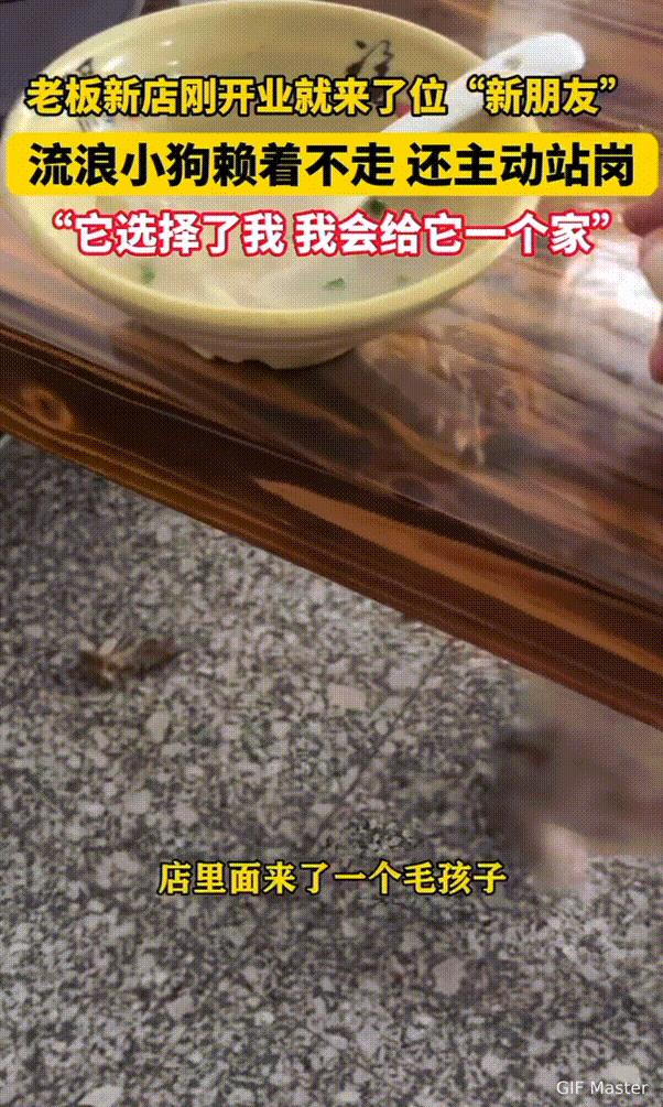万物皆有灵性！安徽，老板新店刚开业，就来了只流浪狗，估计是闻着香味来的，一直赖在