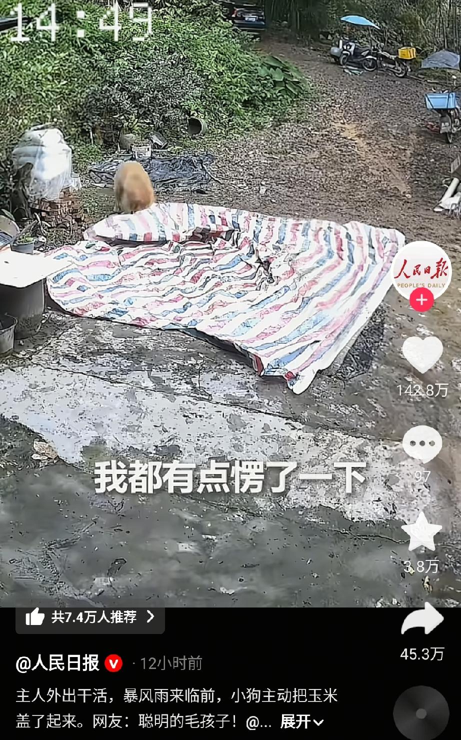 “这只金毛竟然上人民日报了！”广东河源，主人把玉米晒好，就外出干活了，回来的时候