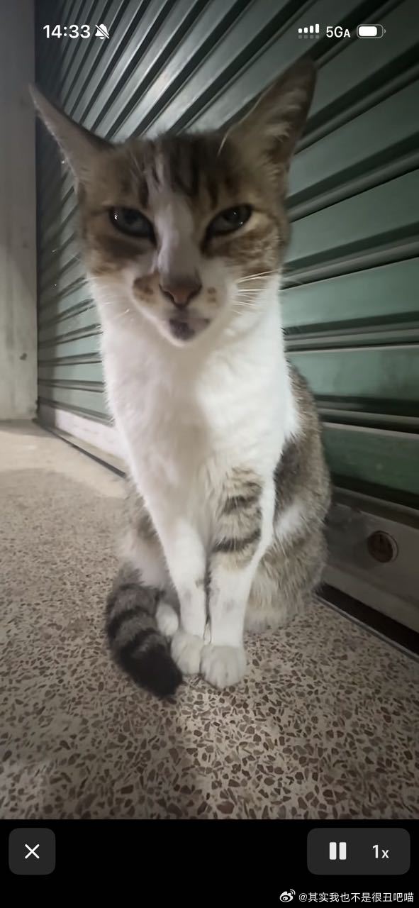 50176【丑猫】感觉有点刻薄。