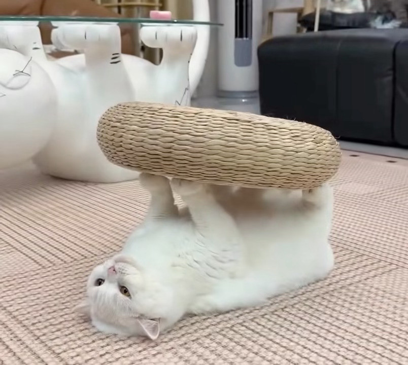 好可爱🥰​​​
