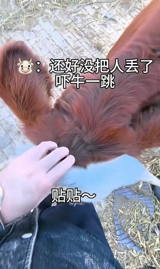 笑不活了！内蒙古一小伙放牛时想跟牛玩捉迷藏，谁知道一转头发现牛没了，小伙往四处寻