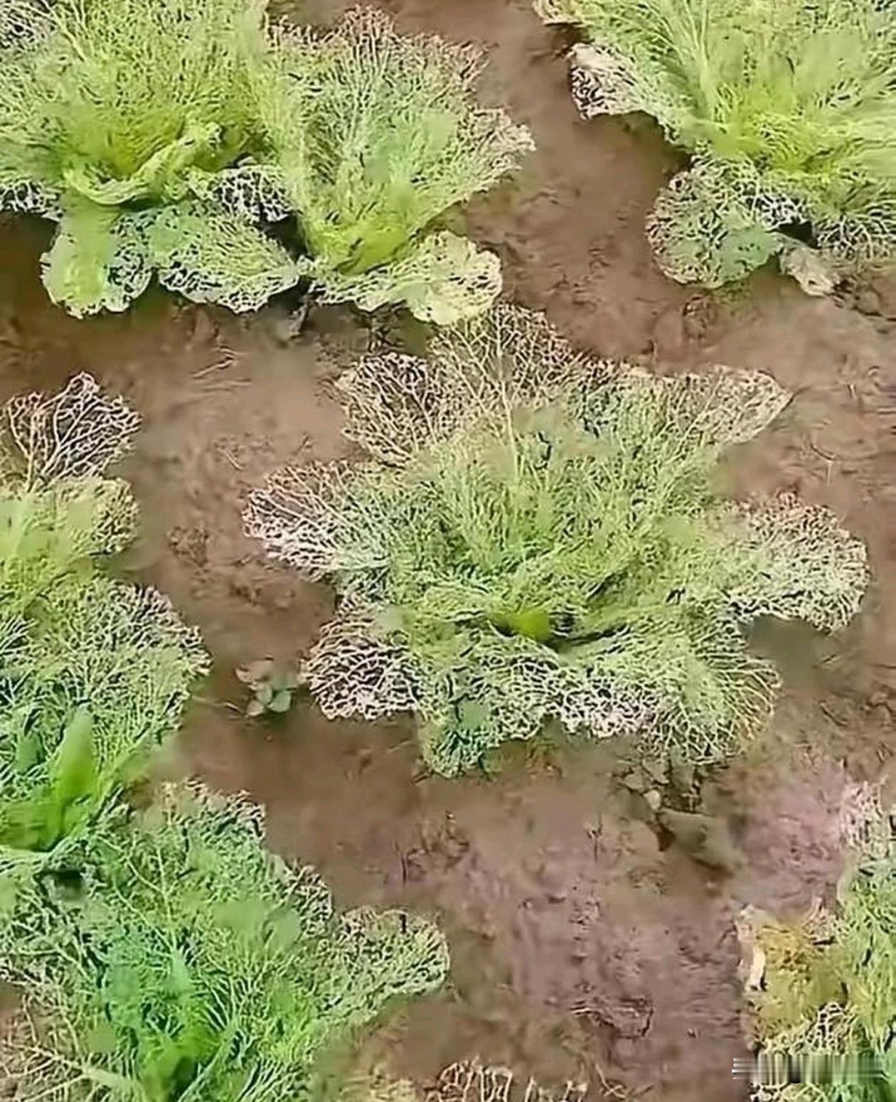 这菜是得了什么病吗？