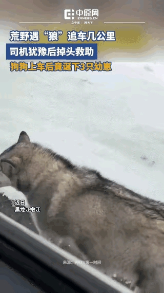 真的被这只狗妈妈破防了，零下十度的冰天雪地，它用几公里的狂奔，赌上全部性命向人类