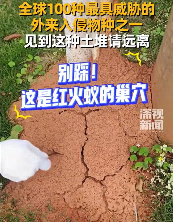 必须远离！人民日报紧急预警：千万别碰这种小土包。5月8日，人民日报发出