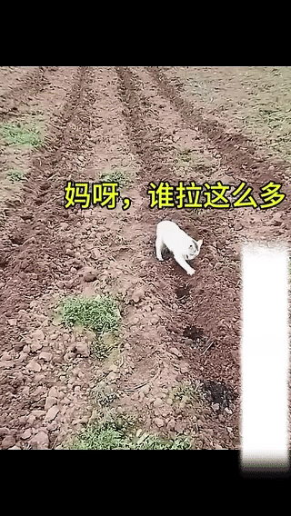 猫咪：哪个杀千刀的不讲究卫生，管拉不管埋是吧！[捂脸哭]