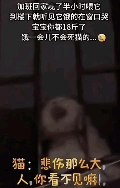 18斤大猫饿到大哭！江苏一女子加班晚归，刚进小区就听到自家18斤的大猫在窗口“嗷