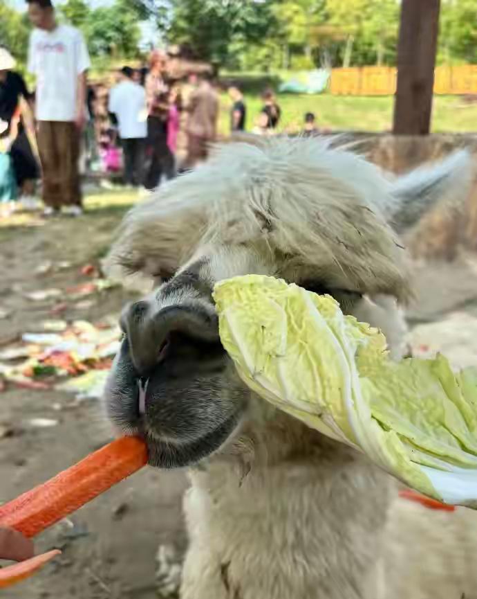 10月6日，有网友爆料南通森林野生动物园的羊驼被游客喂到“吃撑倒地”。网帖图片里