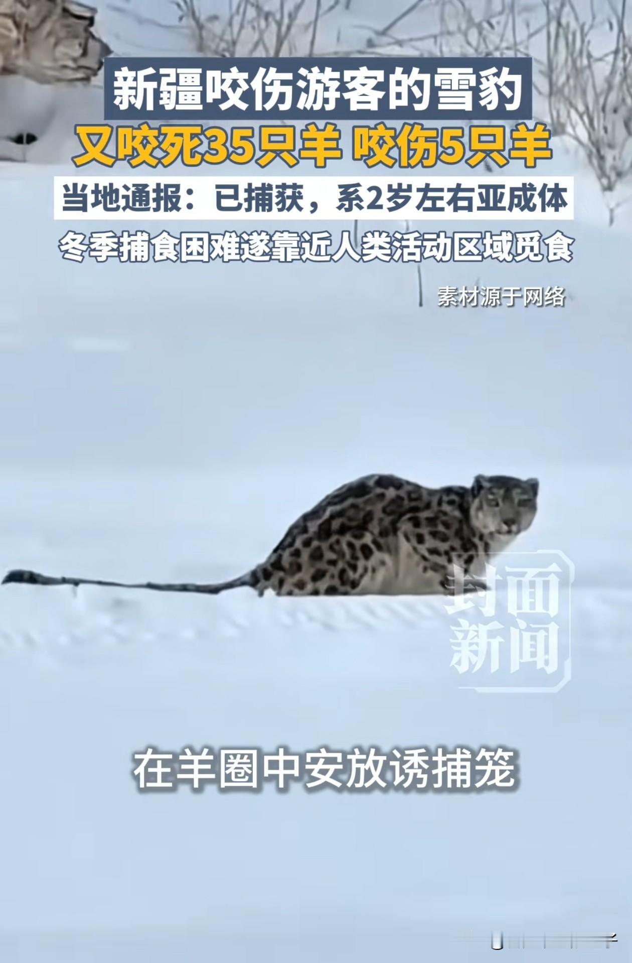 新疆伤人的那只雪豹又“作案”了！这次没有游客受伤，雪豹而是闯进了附近牧民的羊