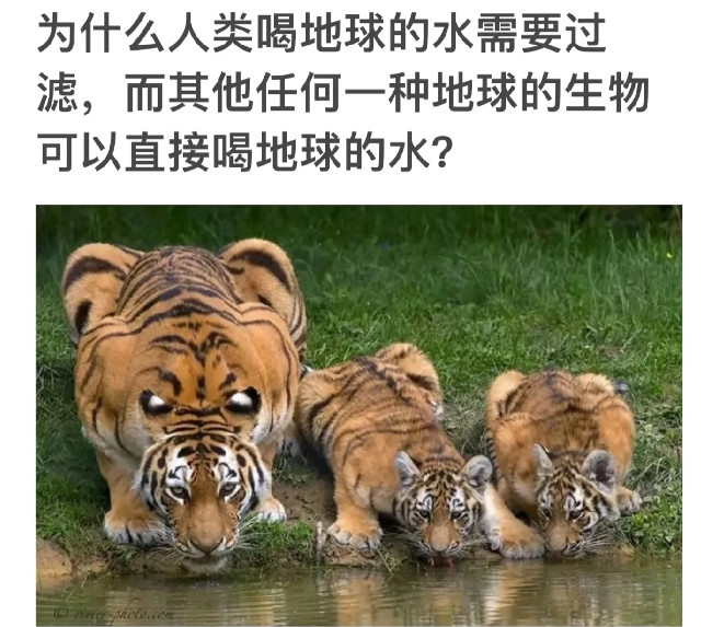 为什么人类不和动物一样直接生饮地球上的水