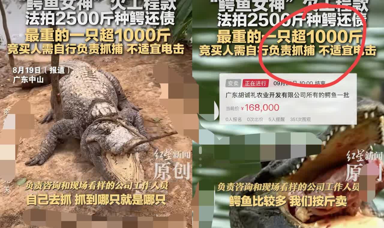 活久见！广东中山一女子欠着工程款不还，2500斤鳄鱼直接被拉出来拍卖，结