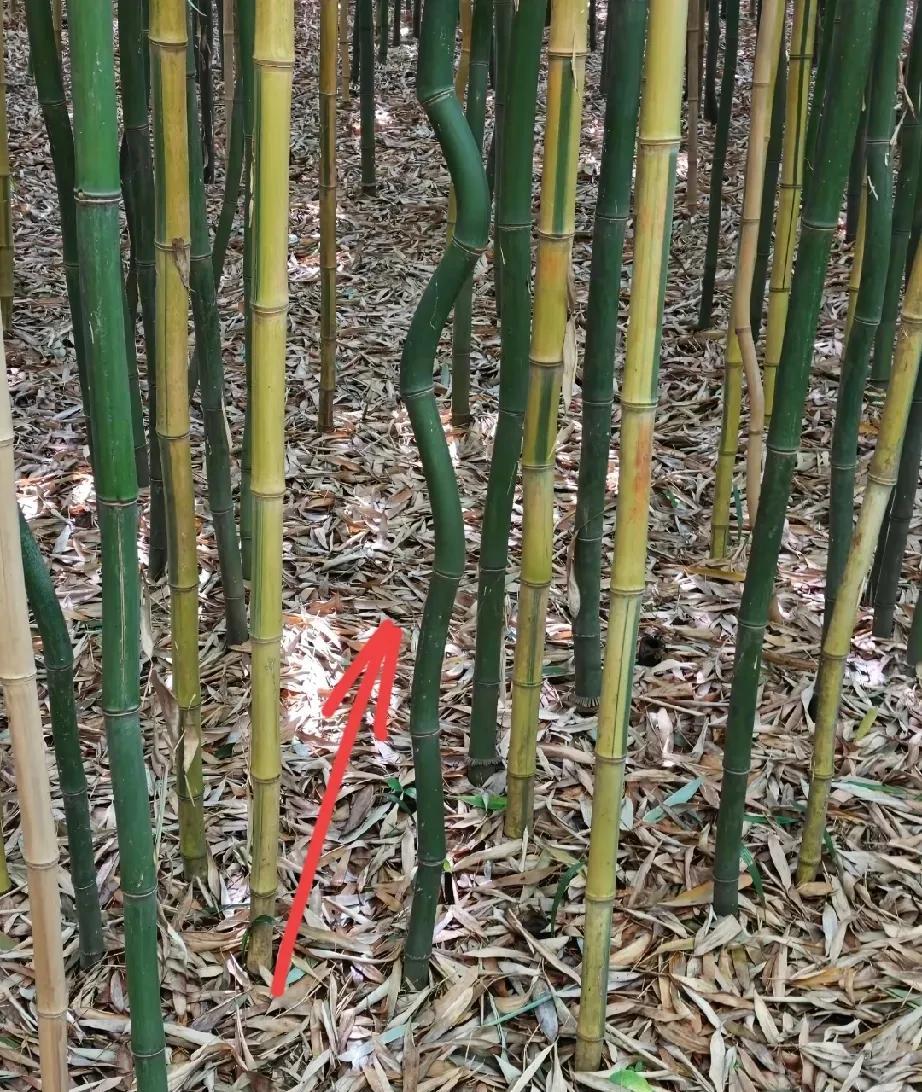 不懂就问，为什么会出现这种情况？