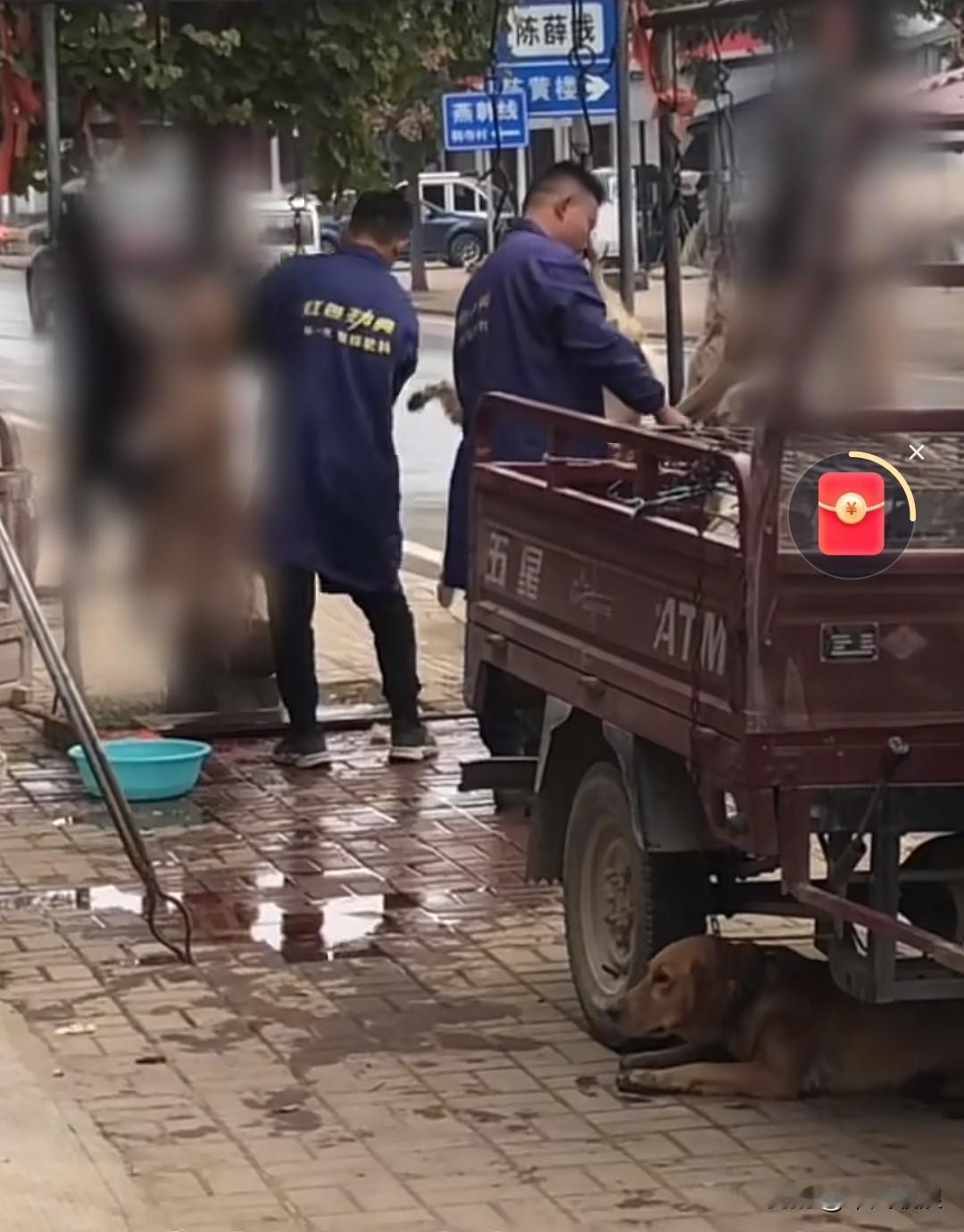 金毛遭主人售卖，被送进屠宰场。它目睹了场内的凄惨景象，吓得双腿发软，瘫坐在地。后