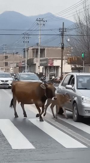 母牛带小牛过斑马线，灰车不减速还猛按喇叭，小牛当场愣住。母牛回头盯了两秒，直接