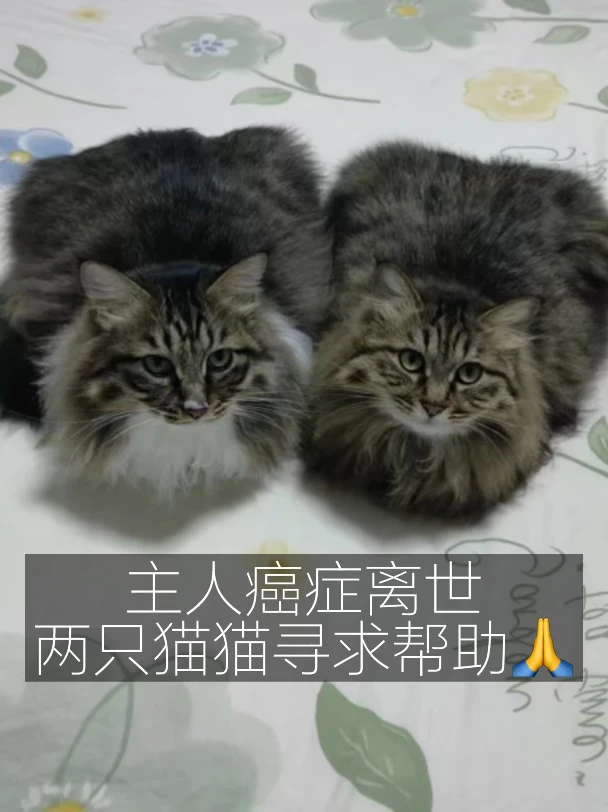 主人离世前的半个月把猫托付给了我🙏