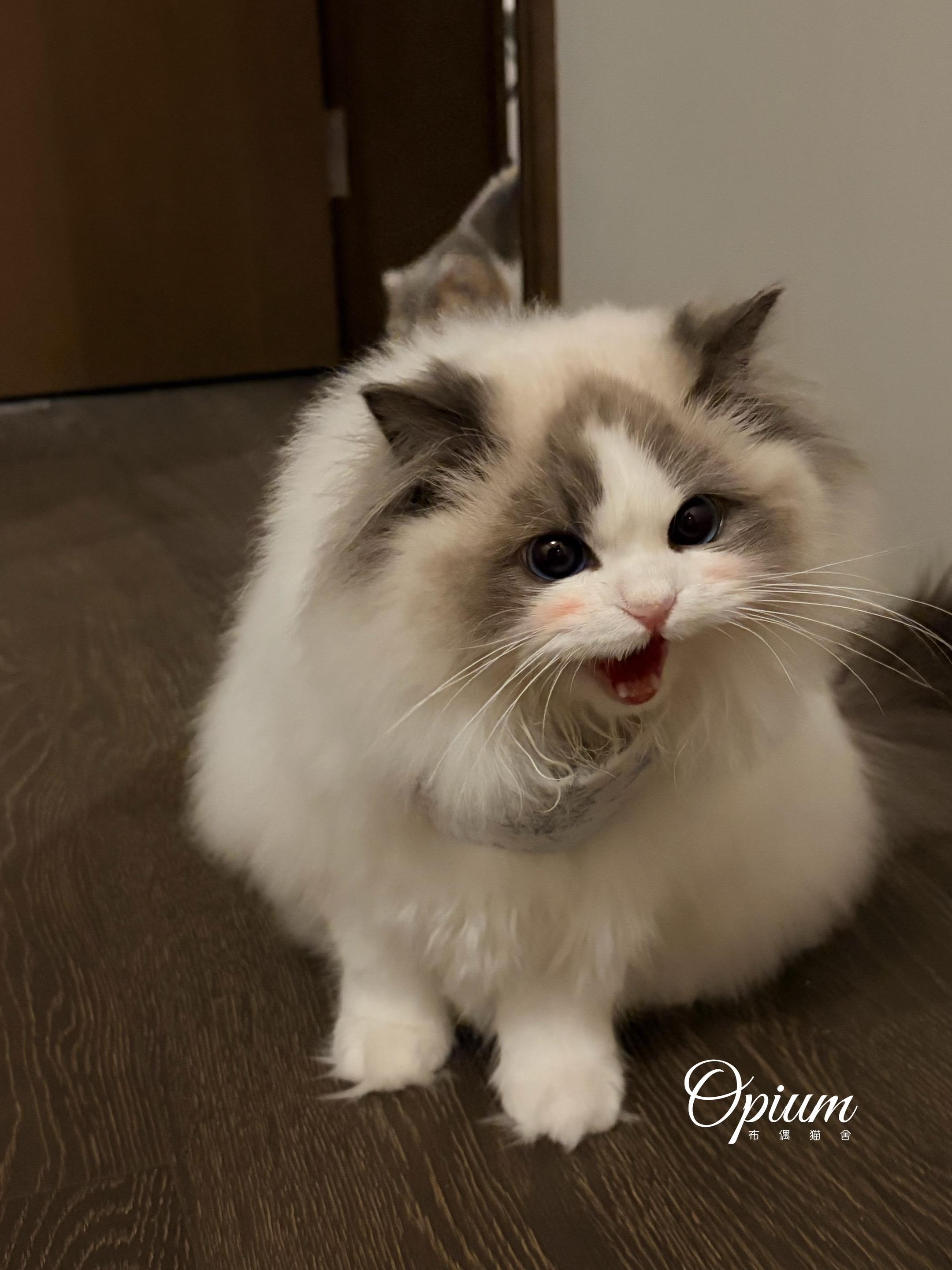 【OPM布偶猫舍】——家长反馈。多来A梦家长反馈🤩 同样是公猫，审美...