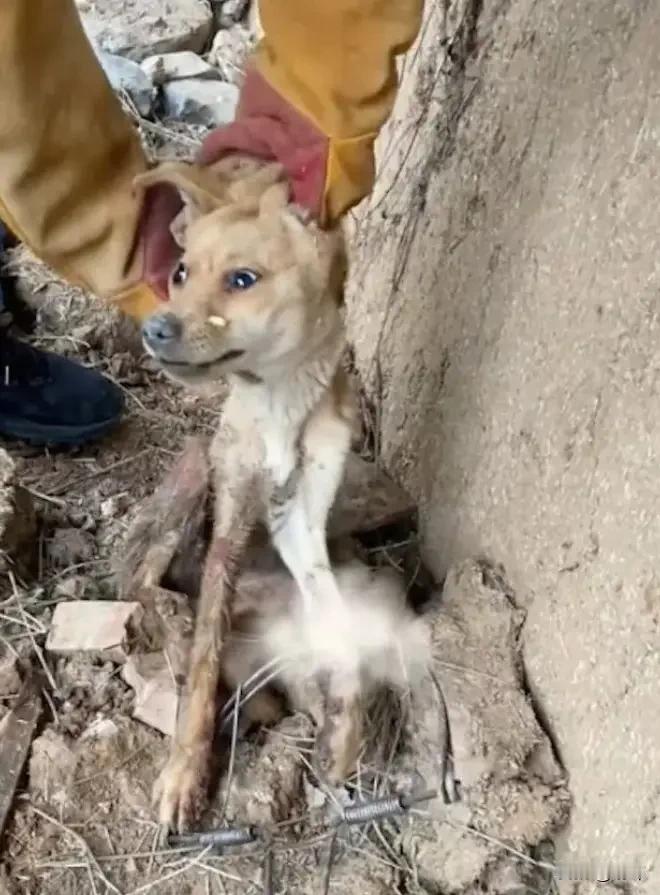 太惨了！这天一位小哥哥去散步，结果走到一个角落的时候，看到一只脚被捕兽夹夹住的狗