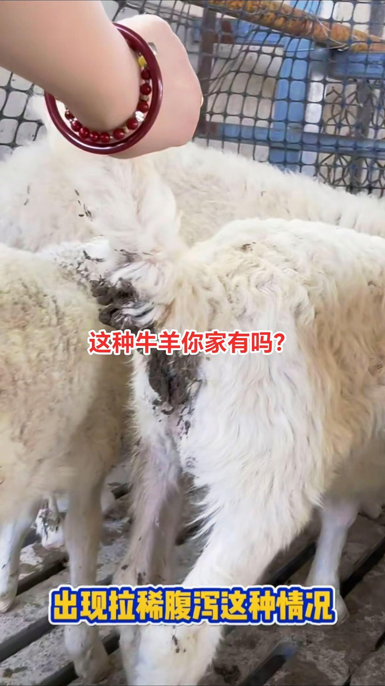 养羊人农村养羊牛羊拉稀