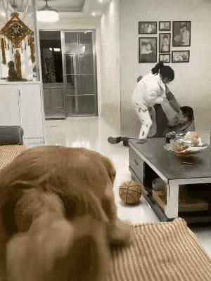 个人观点这狗子还是别养了吧这多吓人啊万一误伤男主人后悔可就晚了你们说呢？