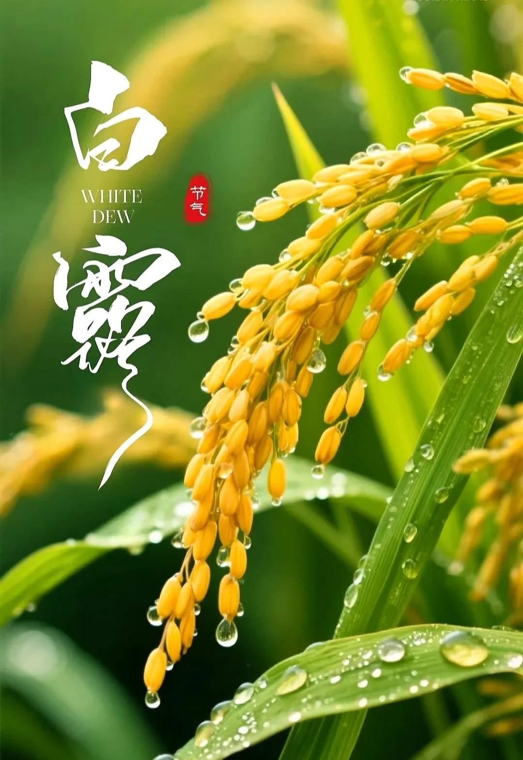 白露是最适合“养身体、收心神”的节气。白露一过，寒气渐生。白露至，秋意浓！不