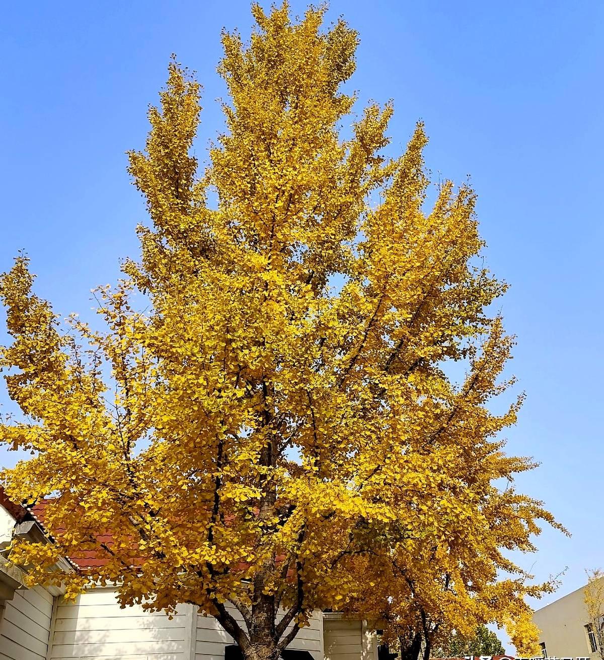 “一集电视剧中间允许加广告了！”央视8套昨晚起恢复在剧中间插30秒广告，打破