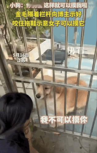 太有灵性了吧！5与17日，女孩出小区，看见金毛摇尾示好。她轻声说：“我不摸你，怕