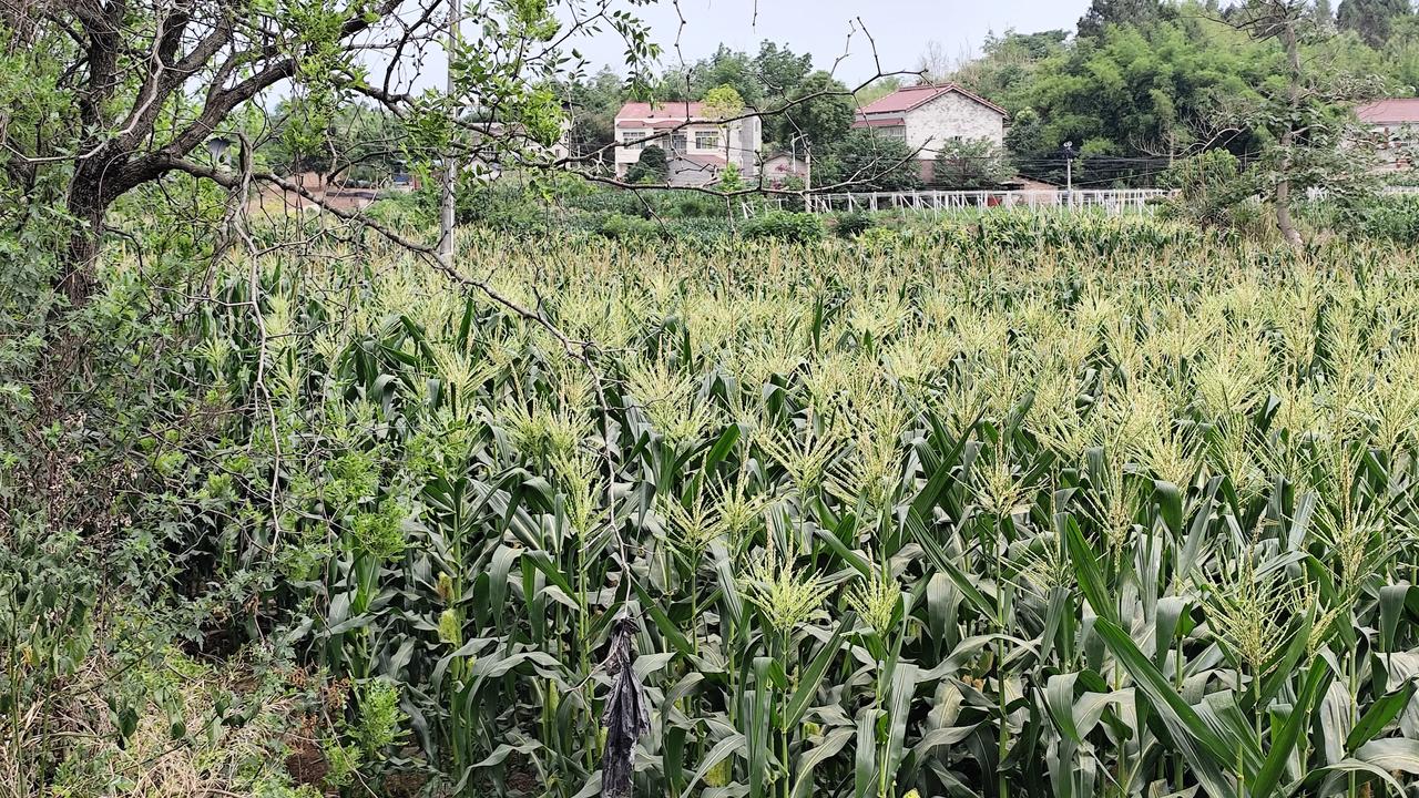 记录我的2026乡村风景欣赏！自然风景图片分享