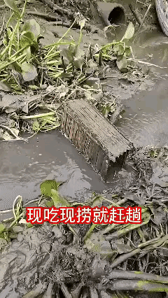 这水里的鱼应该很肥美吧