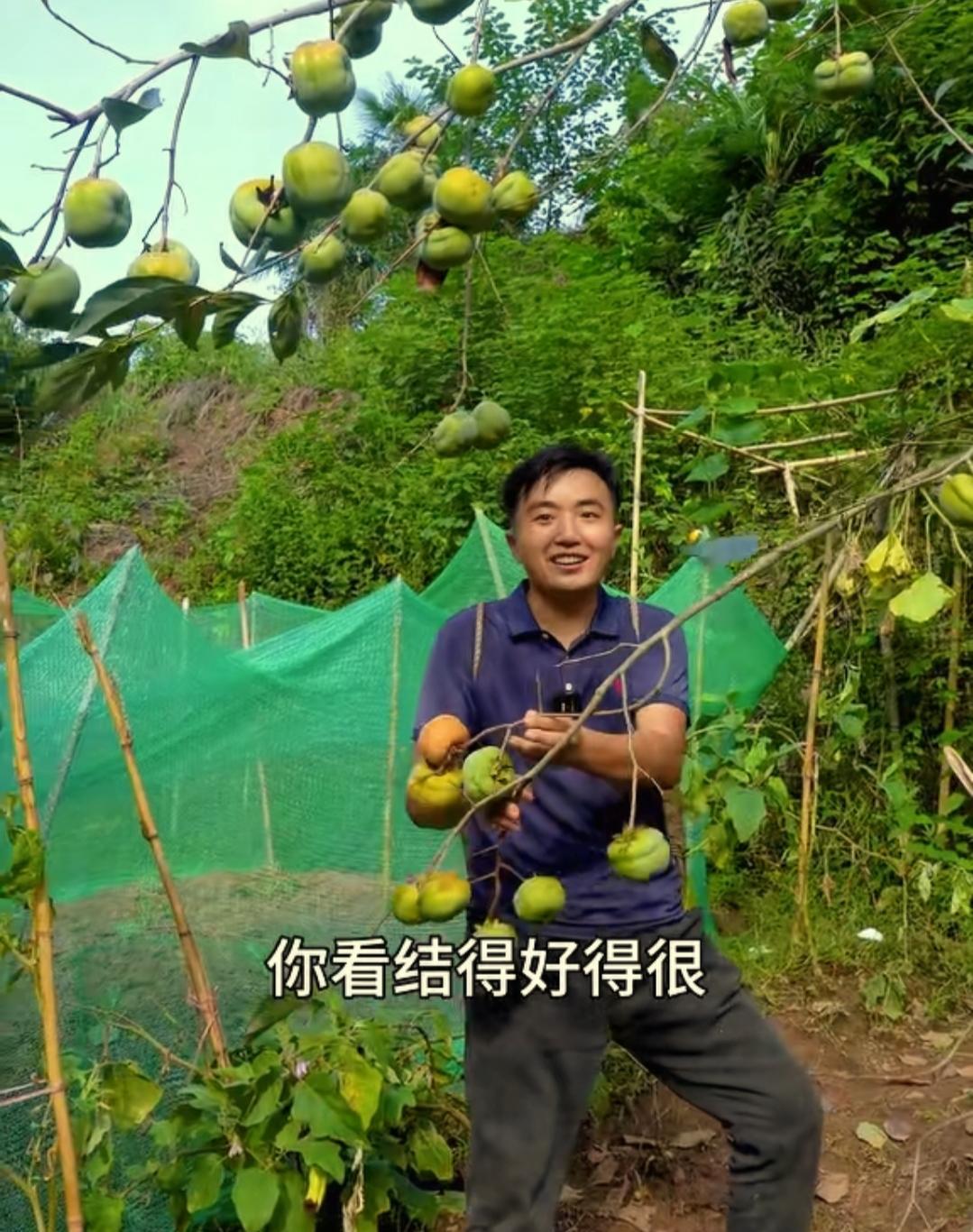 万万没想到徐三娃为岳母建房靠的不是拍视频赚钱，不是直播带货，而是在路边卖柿子