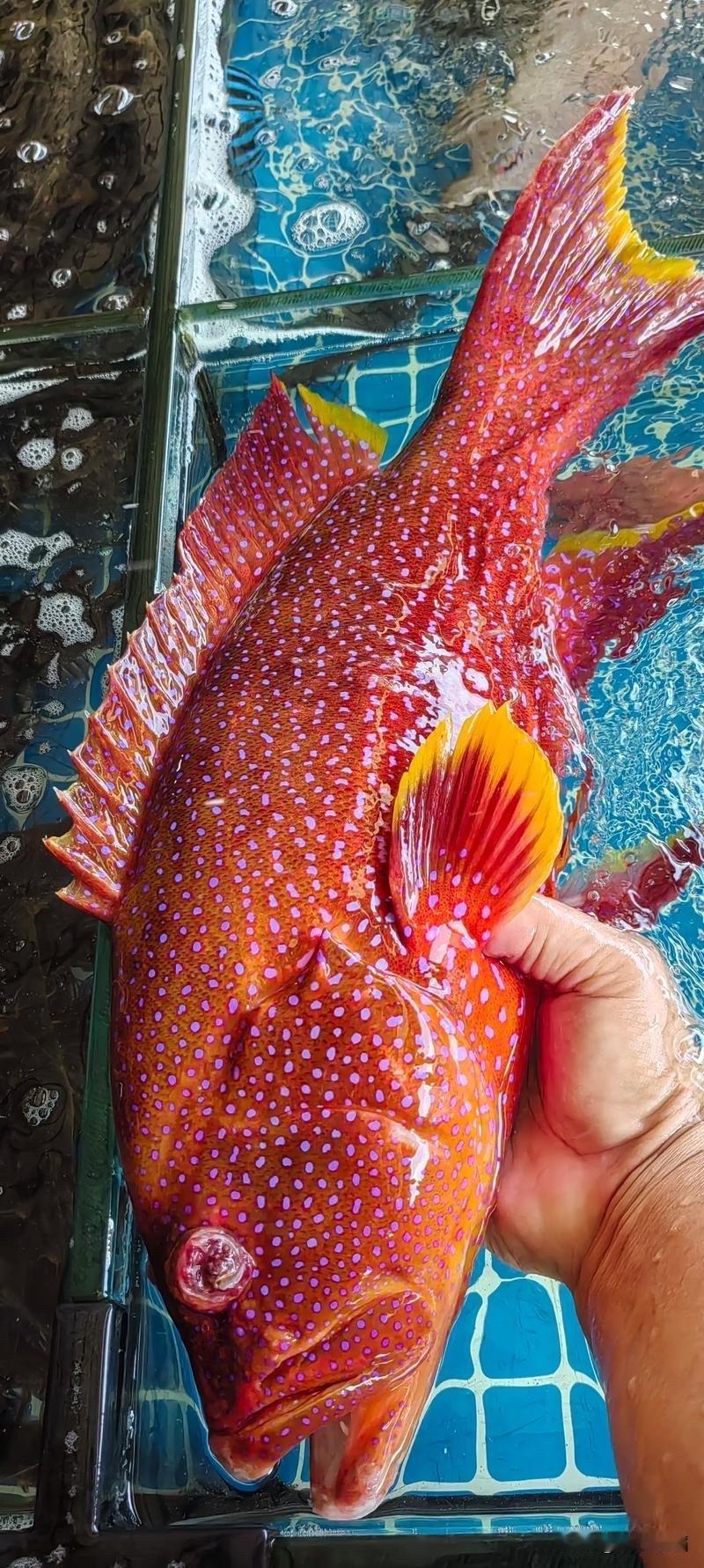 有多少人全部吃过这些鱼？海鲜美食图鉴海鲜风味美食