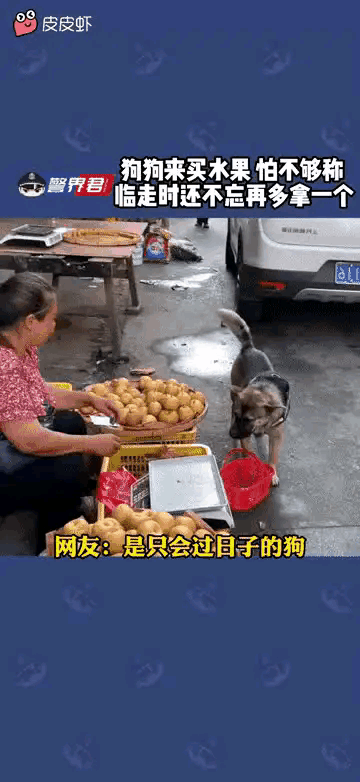 这么懂事会过日子的狗狗，你想不想拥有？