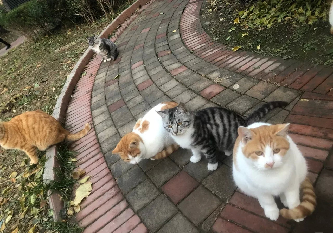 网友分享：大城市的流浪猫都卷了吗？这颜值绝了，它是我见过最霸气的小流浪！估计宠物